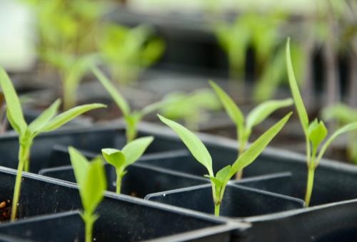 Plant pots with small shoots